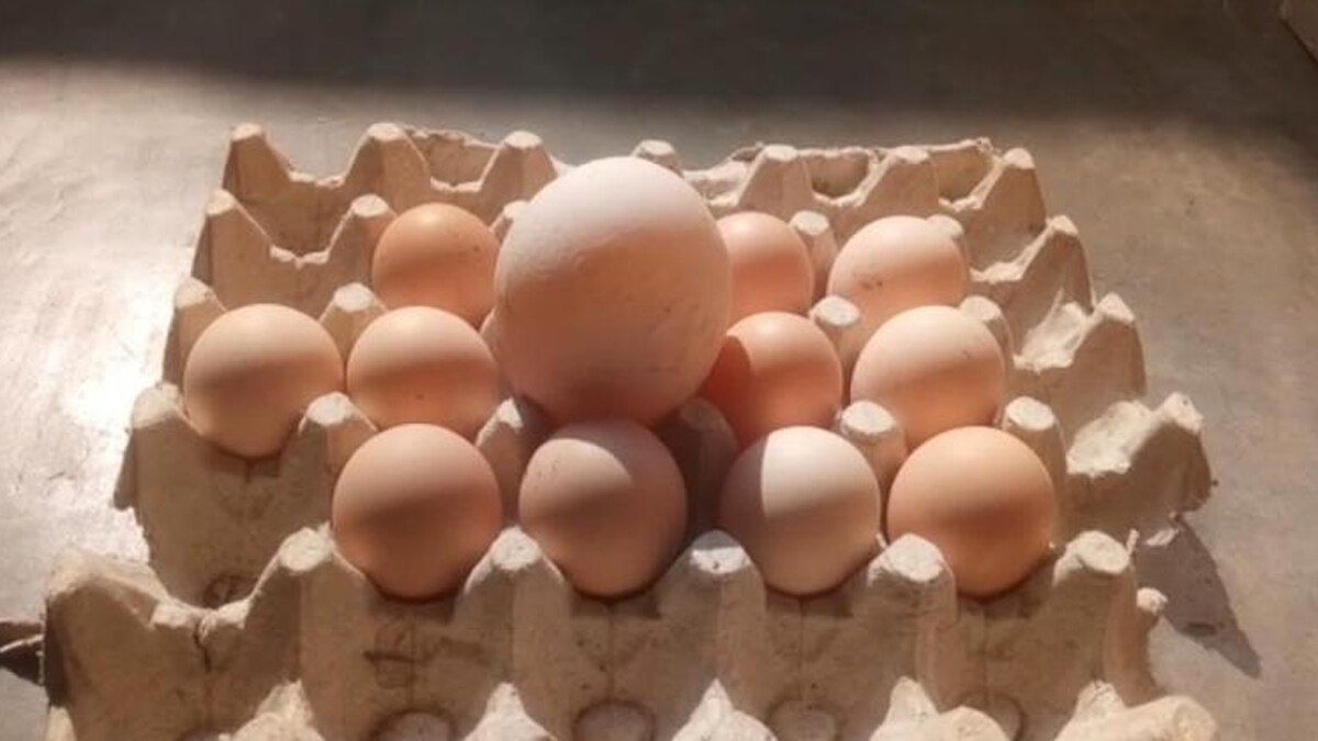 मुर्गी के 3 अंडों की वजह से हुआ दंपती में झगड़ा