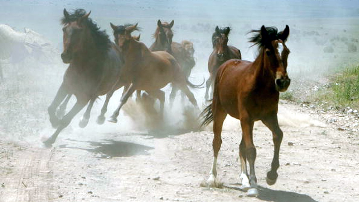 Horse Tranquilizer is new drug in US