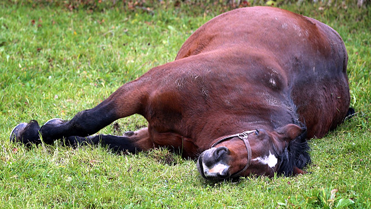 Horse Tranquilizer is new drug in US