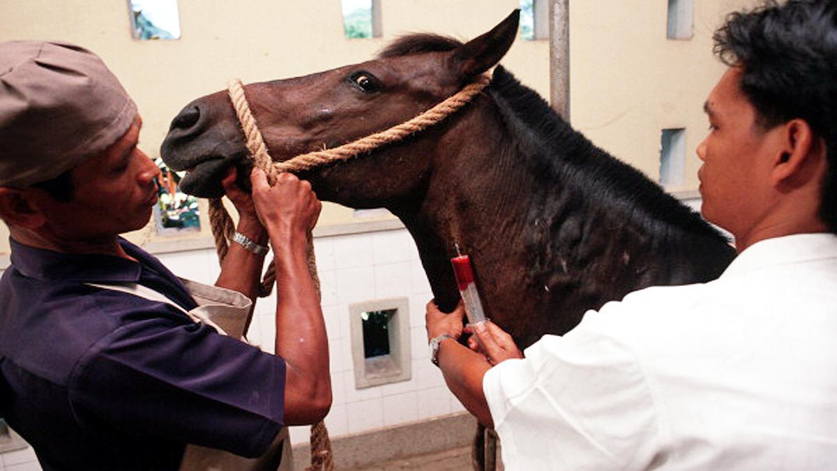 Horse Tranquilizer is new drug in US