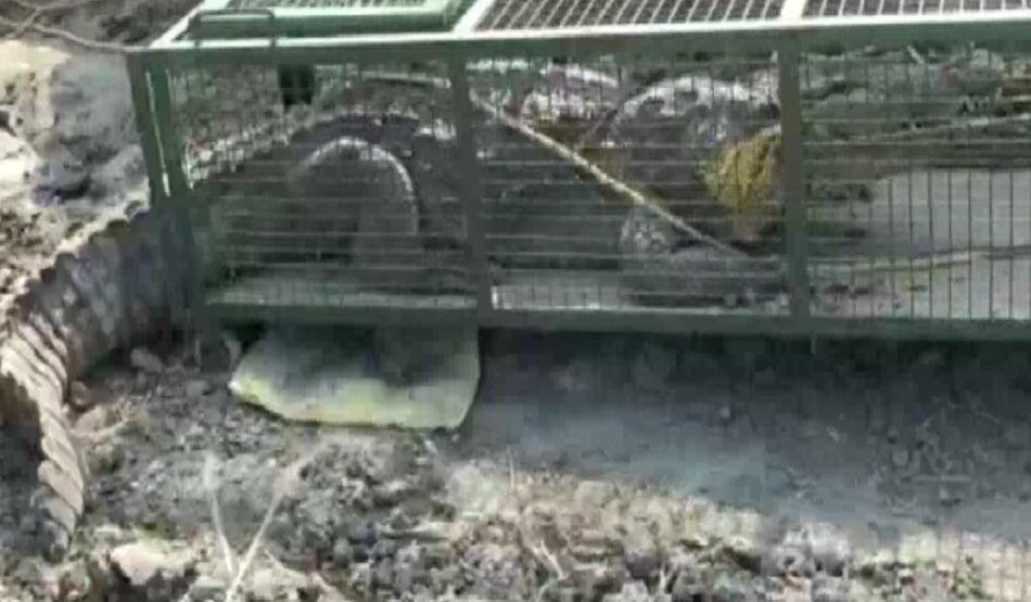 इतना बड़ा मगरमच्छ देखकर उड़े होश