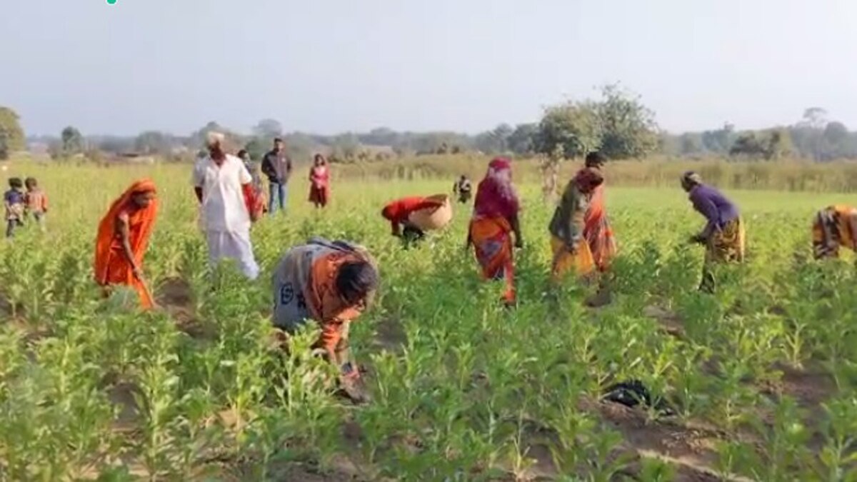 झारखंड के चतरा में बड़े पैमाने पर केसर की खेती