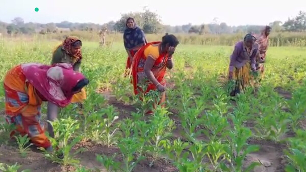 केसर का 80 हजार से एक लाख रुपये प्रति किलो का भाव.