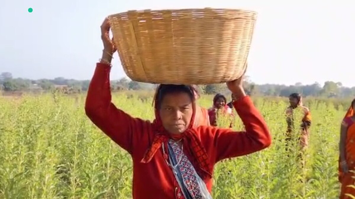 झारखंड के चतरा में बड़े पैमाने पर केसर की खेती