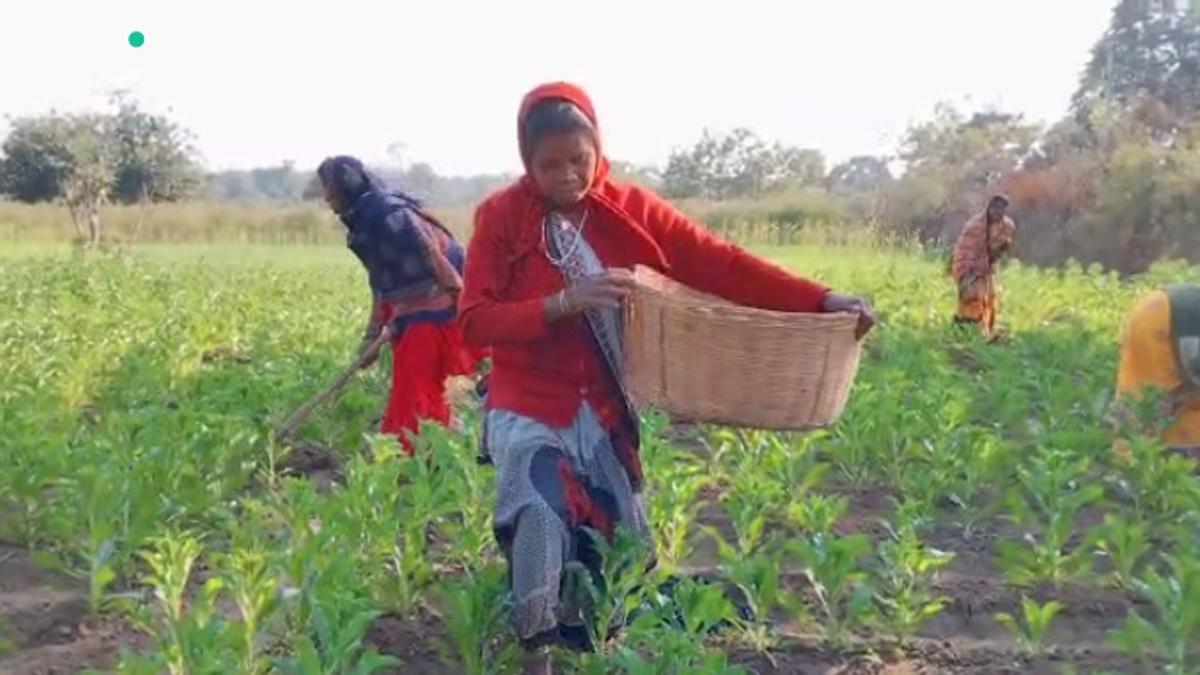 देश भर के लिए मिसाल बनी ये महिलाएं, केसर की खेती से कमा रहीं 25 गुना ज्यादा मुनाफा.