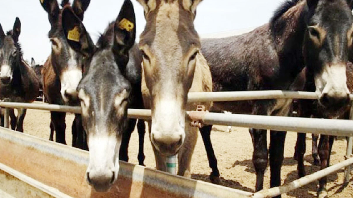 (प्रतीकात्मक फोटो)