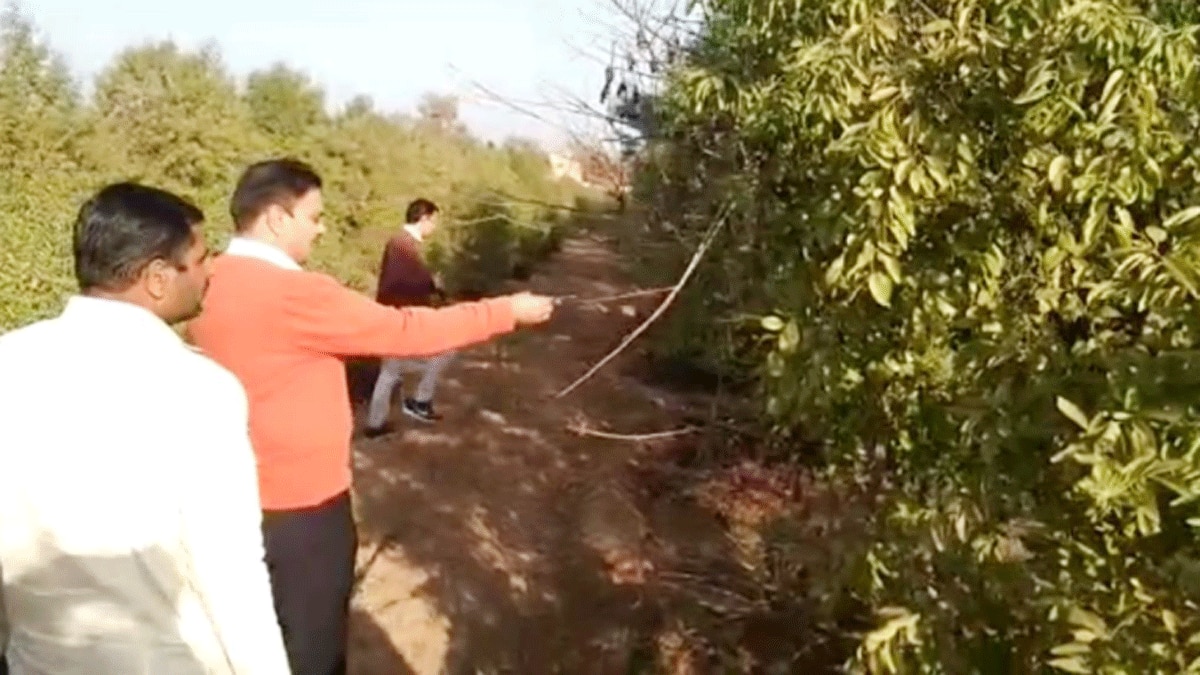 हरियाणा में भी होगी चंदन की खेती (फोटो आजतक)