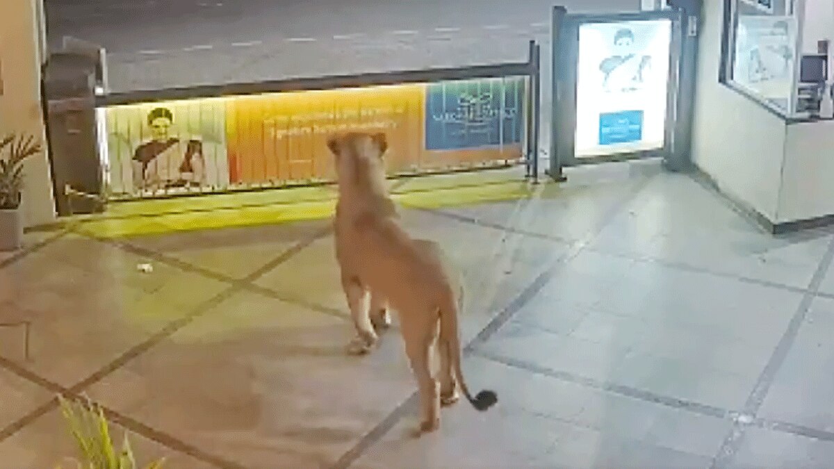 होटल के परिसर में घुस आया शेर (वीडियो ग्रैब ANI)