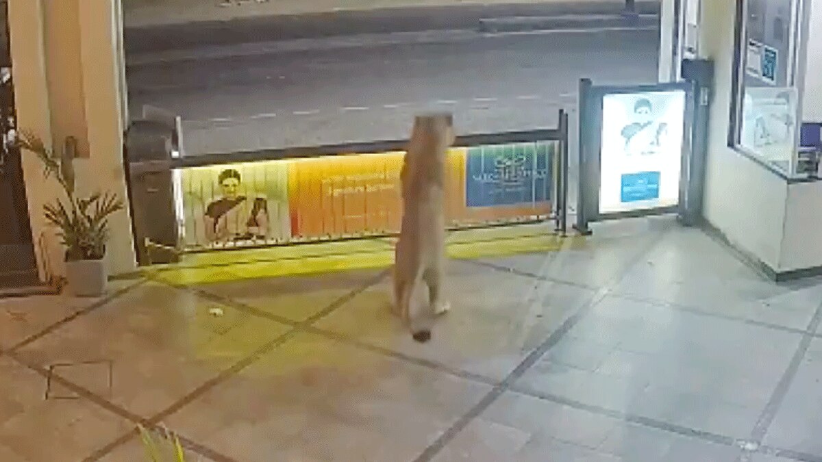 होटल के परिसर में घुस आया शेर (वीडियो ग्रैब ANI)