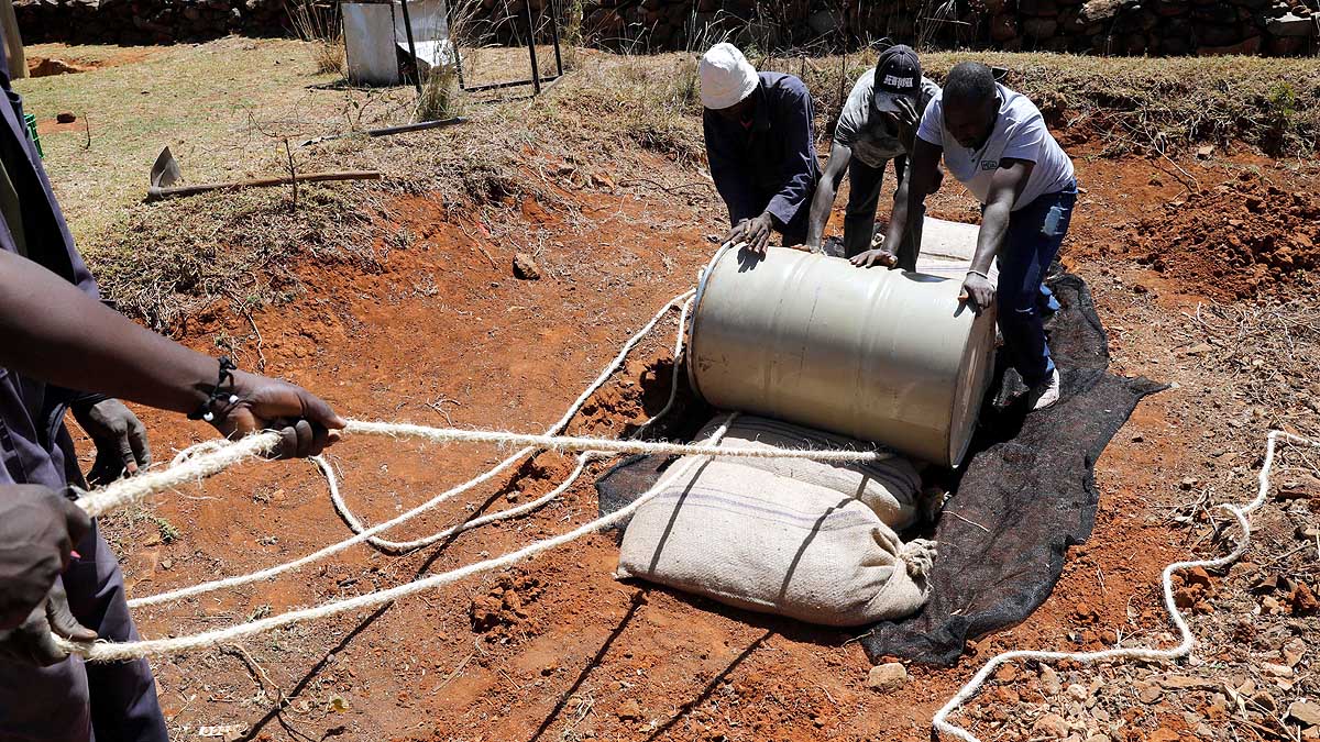 Locust Plague used as Animal Feed