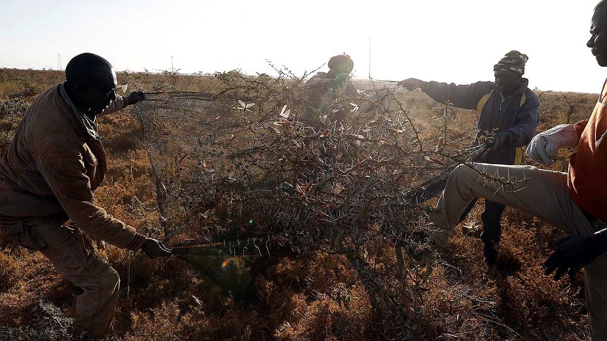 Locust Plague used as Animal Feed