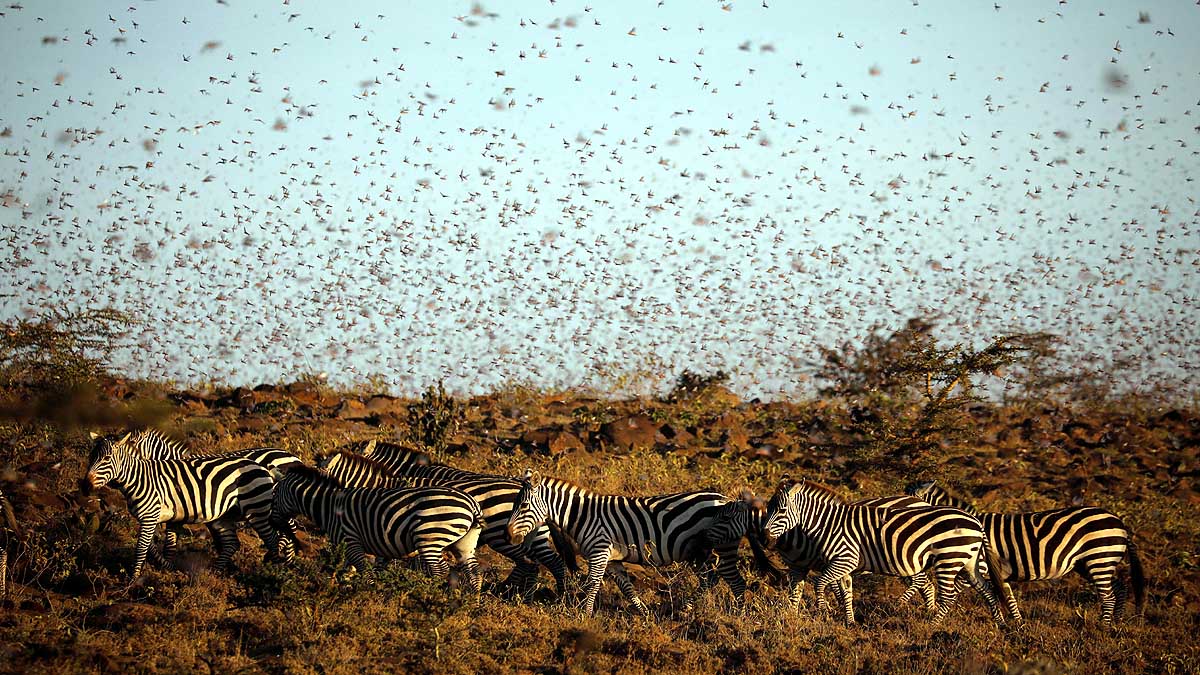 Locust Plague used as Animal Feed