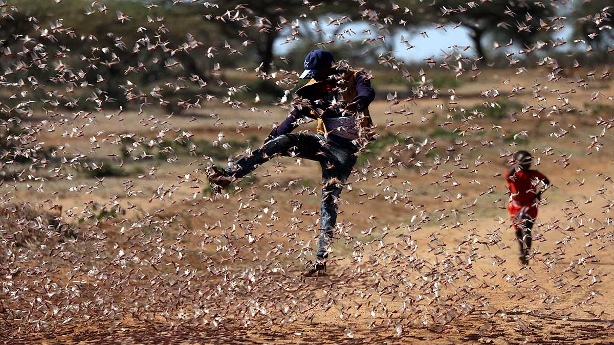 Locust Plague used as Animal Feed