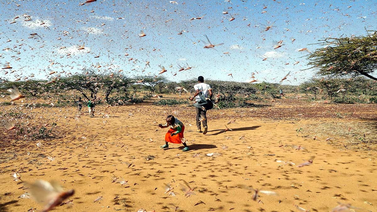 Locust Plague used as Animal Feed