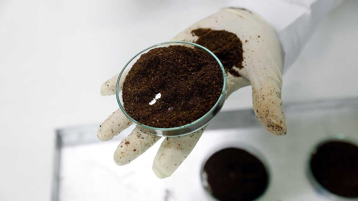 Locust Plague used as Animal Feed