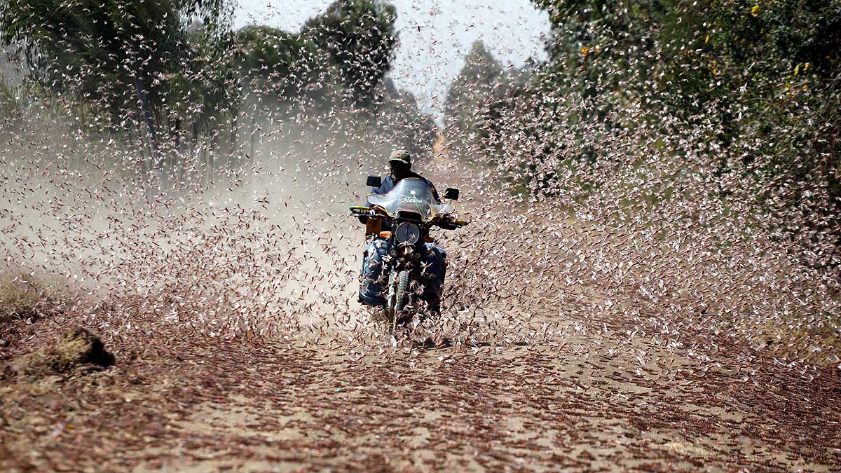 Locust Plague used as Animal Feed