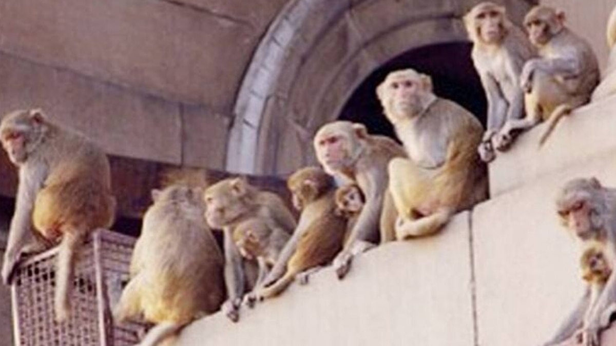 तलाशी करने के बाद एक बच्ची को छत से बरामद कर लिया गया.