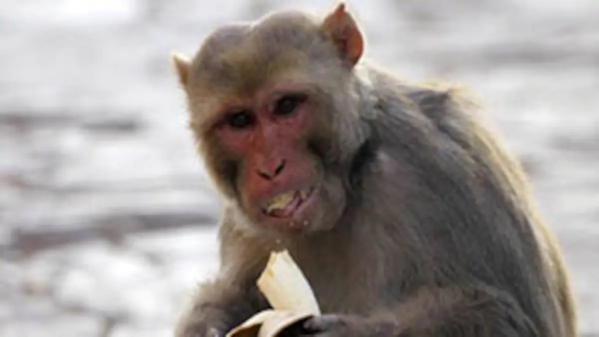 एक बच्चे की दर्दनाक मौत.