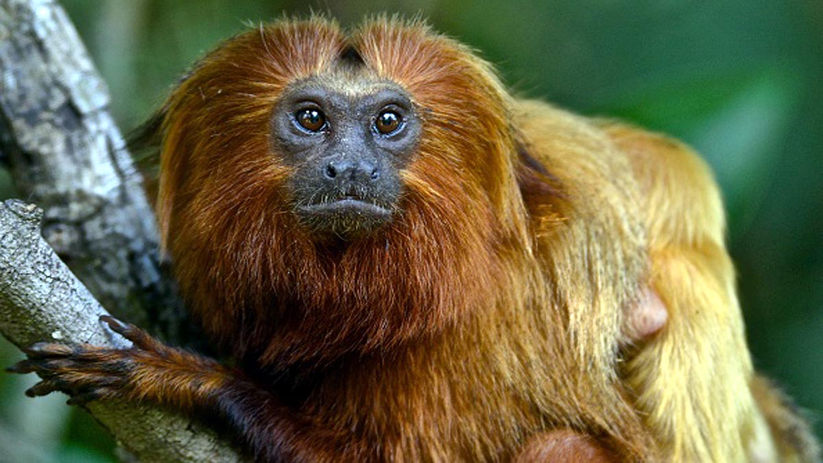 How Monkeys Vaccination Will Stop Pandemic