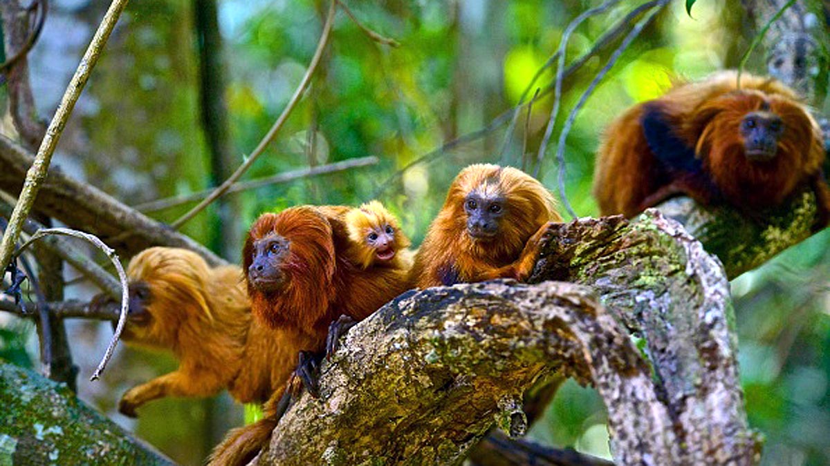 How Monkeys Vaccination Will Stop Pandemic