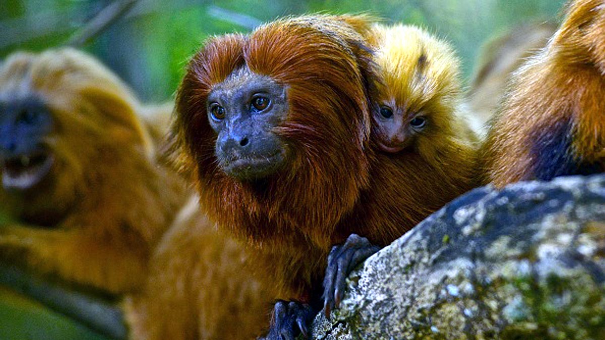 How Monkeys Vaccination Will Stop Pandemic