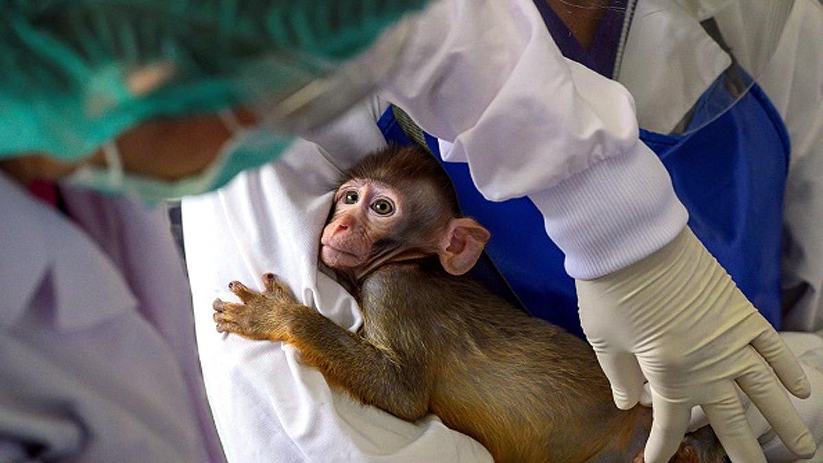 How Monkeys Vaccination Will Stop Pandemic