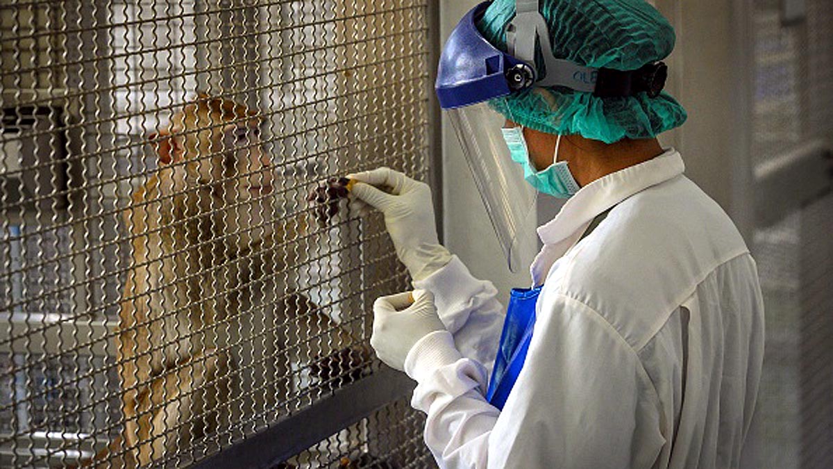 How Monkeys Vaccination Will Stop Pandemic