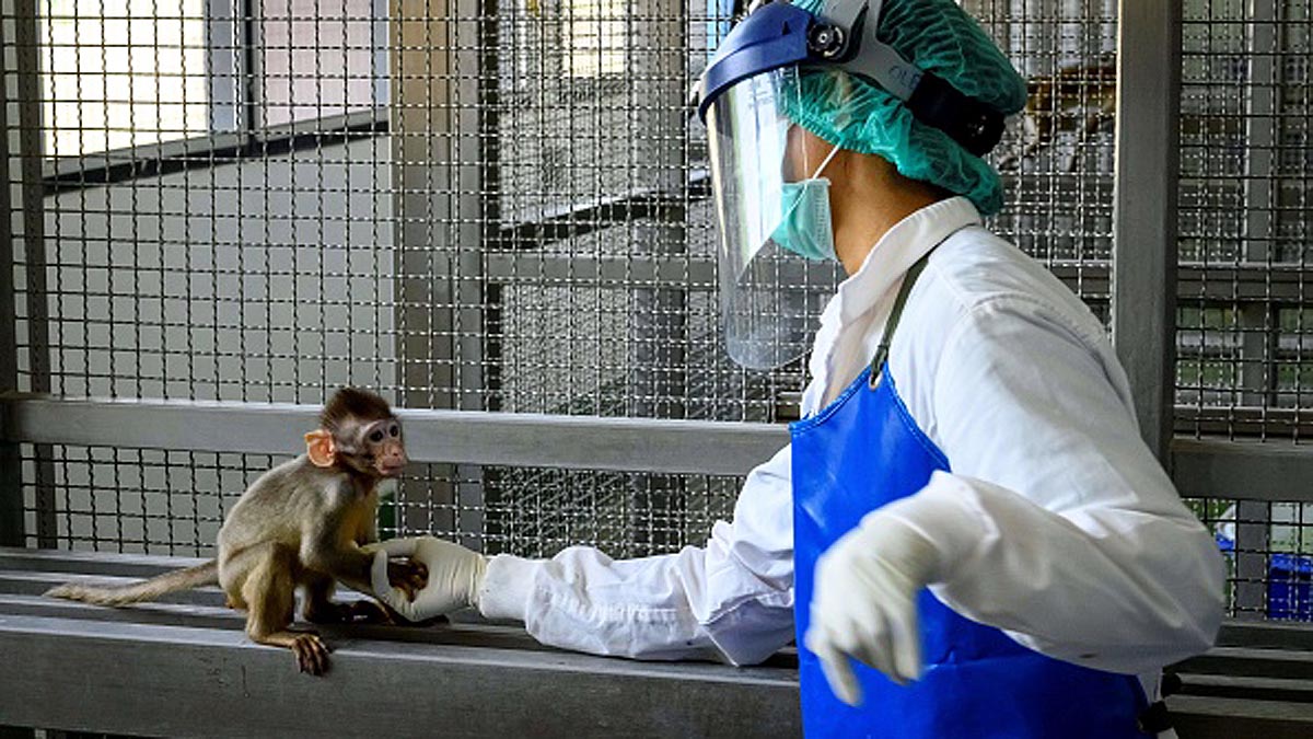 How Monkeys Vaccination Will Stop Pandemic