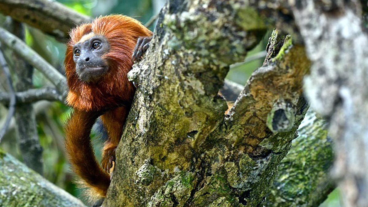 How Monkeys Vaccination Will Stop Pandemic