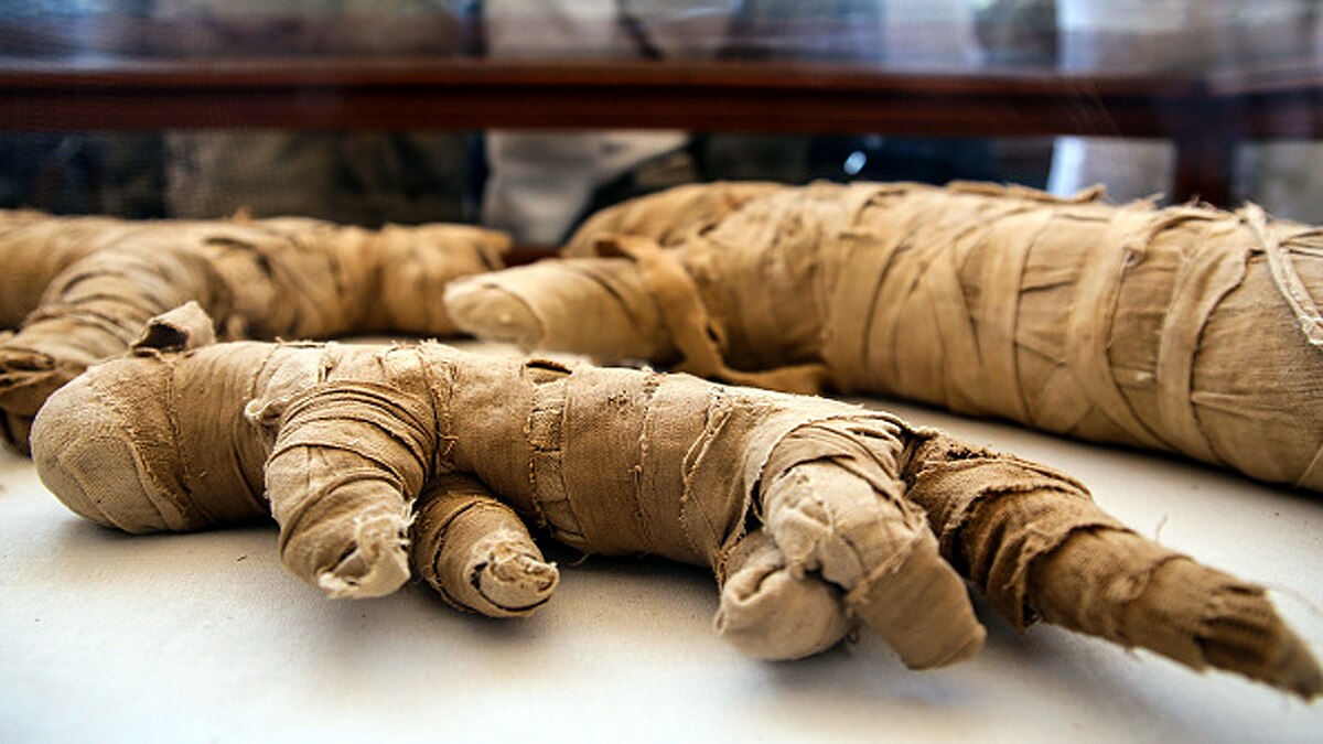 Mummy with a gold tongue