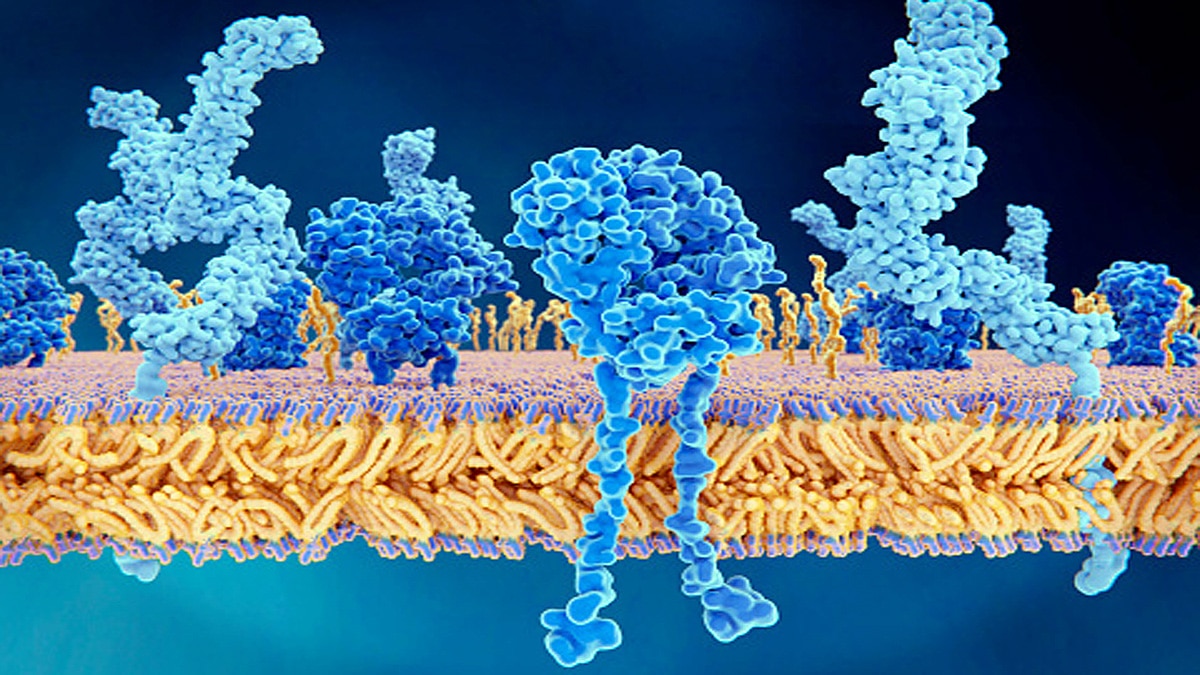 Targeting Nsp1 protein pathway Corona Therapy 