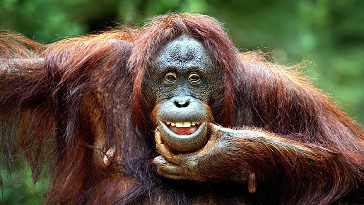 Orangutans developed new way to communicate