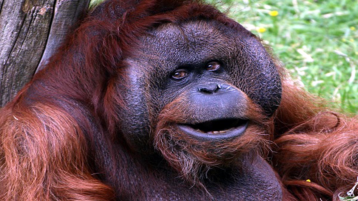 Orangutans developed new way to communicate