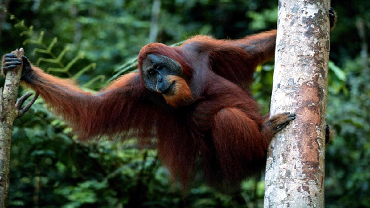 Orangutans developed new way to communicate