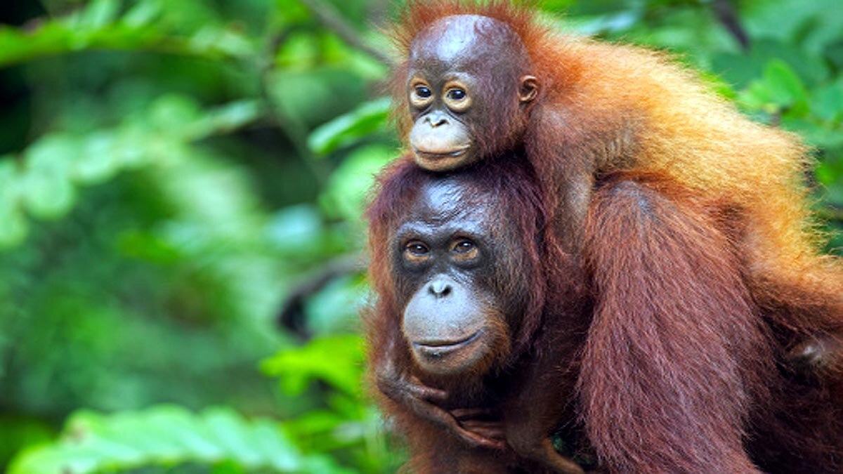 Orangutans developed new way to communicate