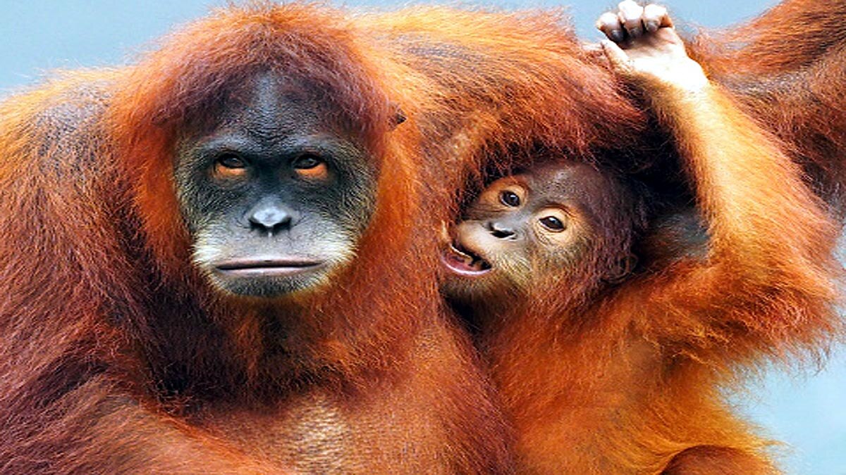 Orangutans developed new way to communicate