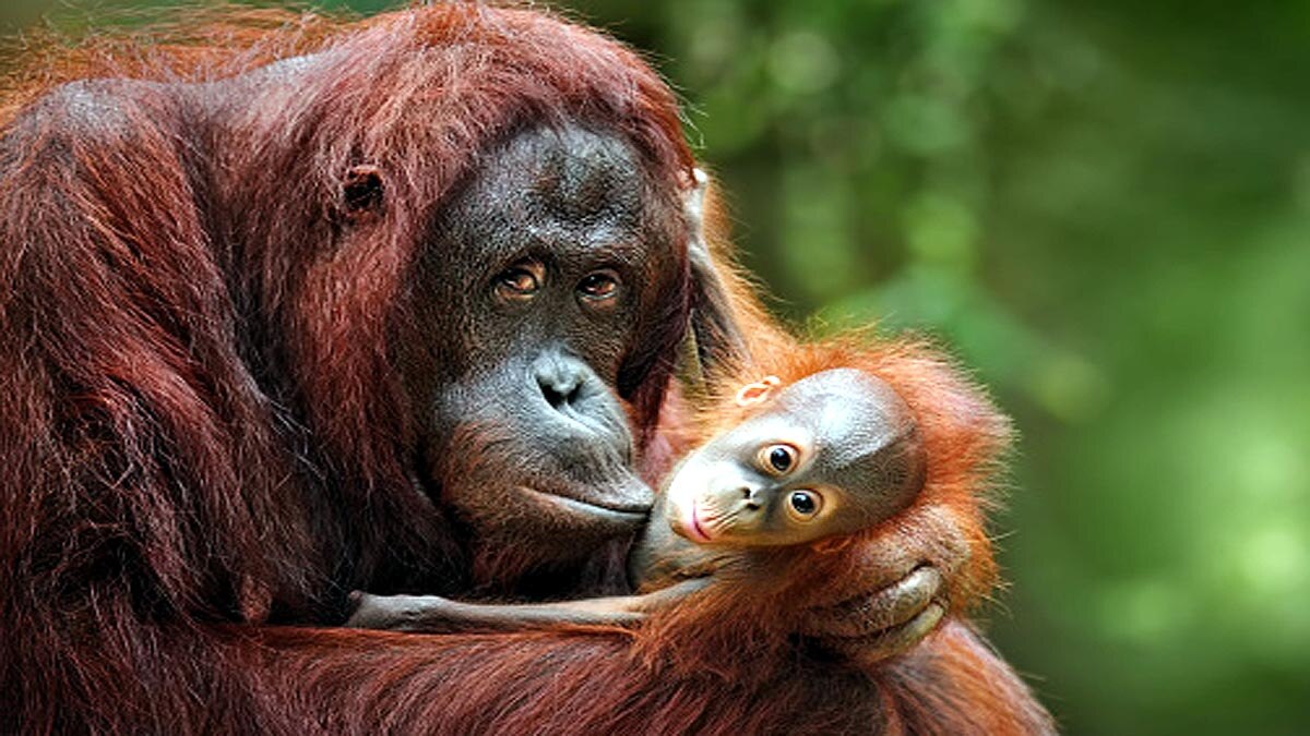 Orangutans developed new way to communicate