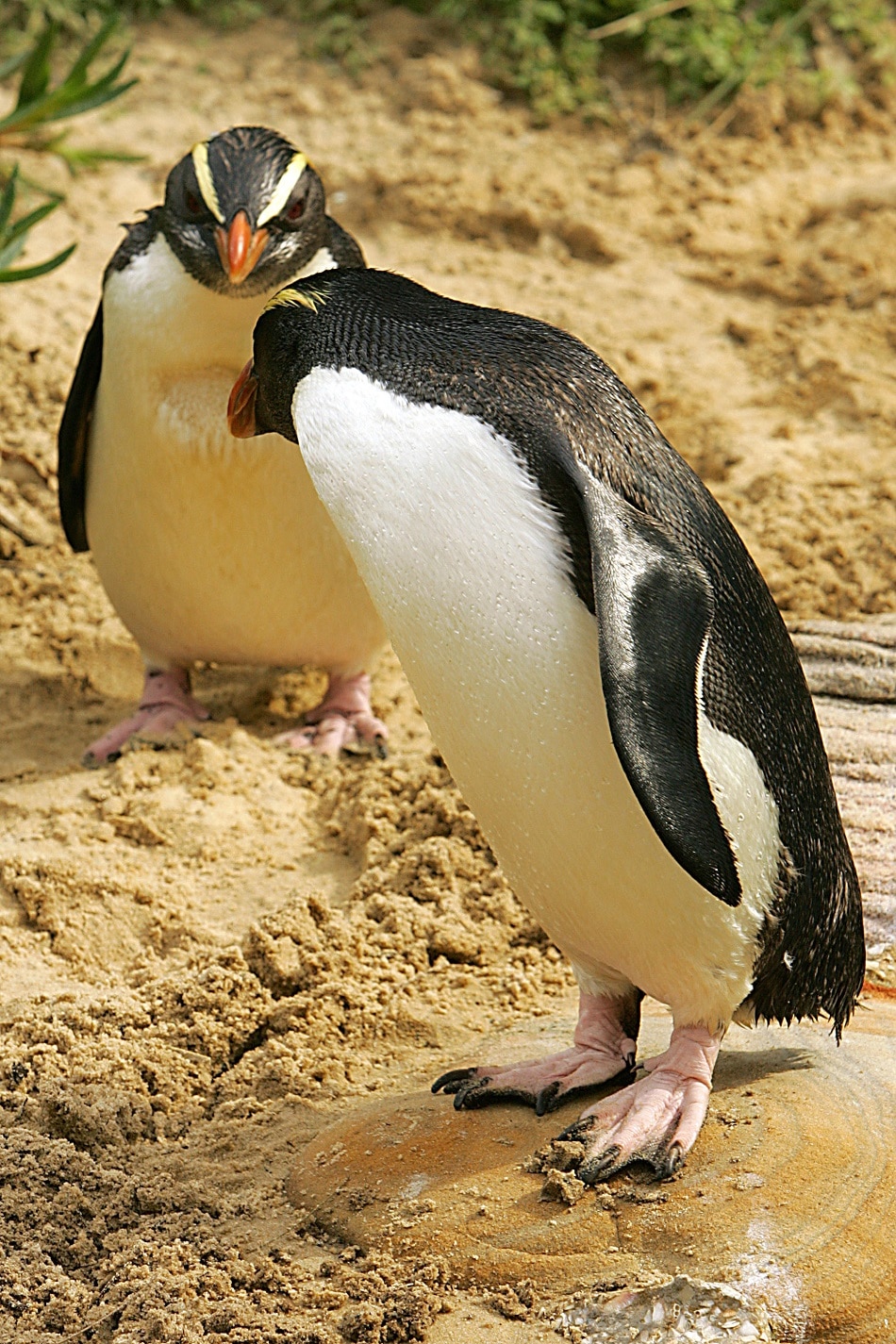 Penguin