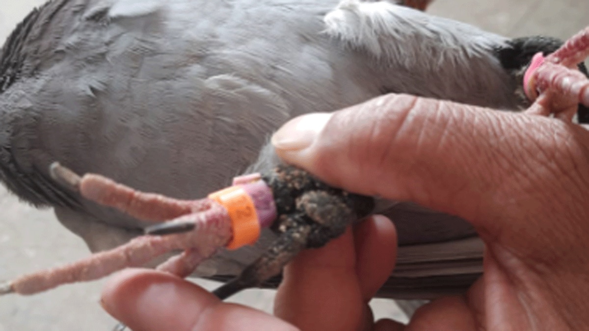 पाकिस्तानी सीमा से उड़कर आए कबूतर के पंखों पर लिखे नंबर्स  (फोटो आजतक