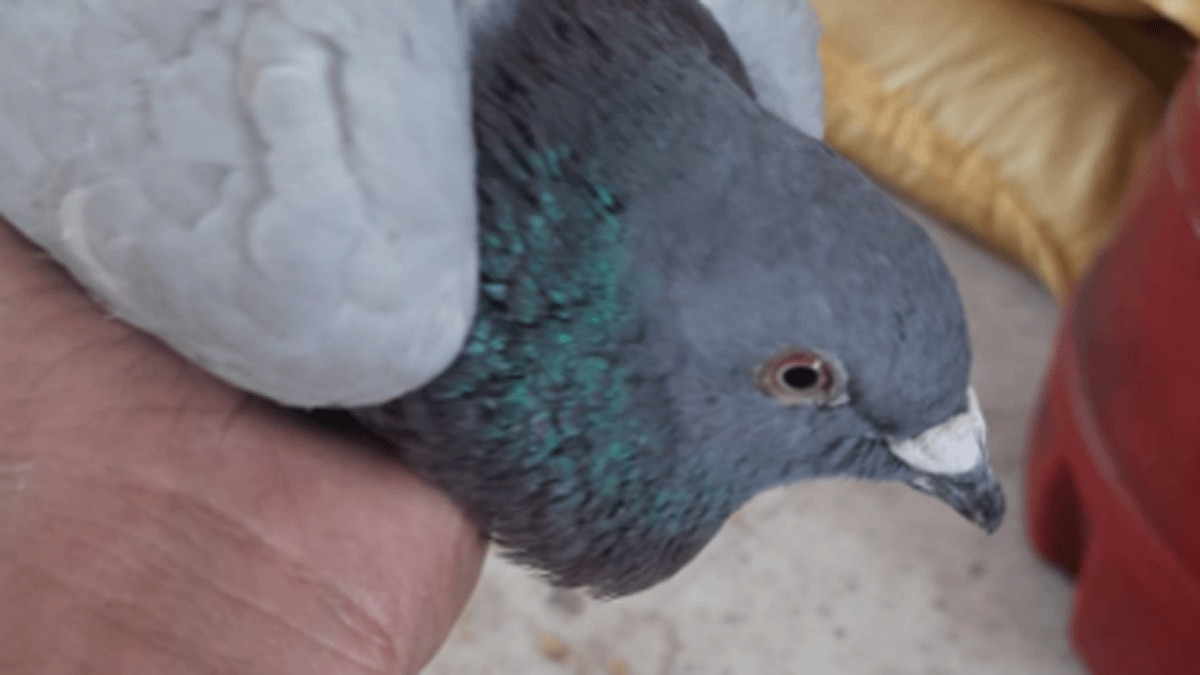 पाकिस्तानी सीमा से उड़कर आए कबूतर के पंखों पर लिखे नंबर्स  (फोटो आजतक)