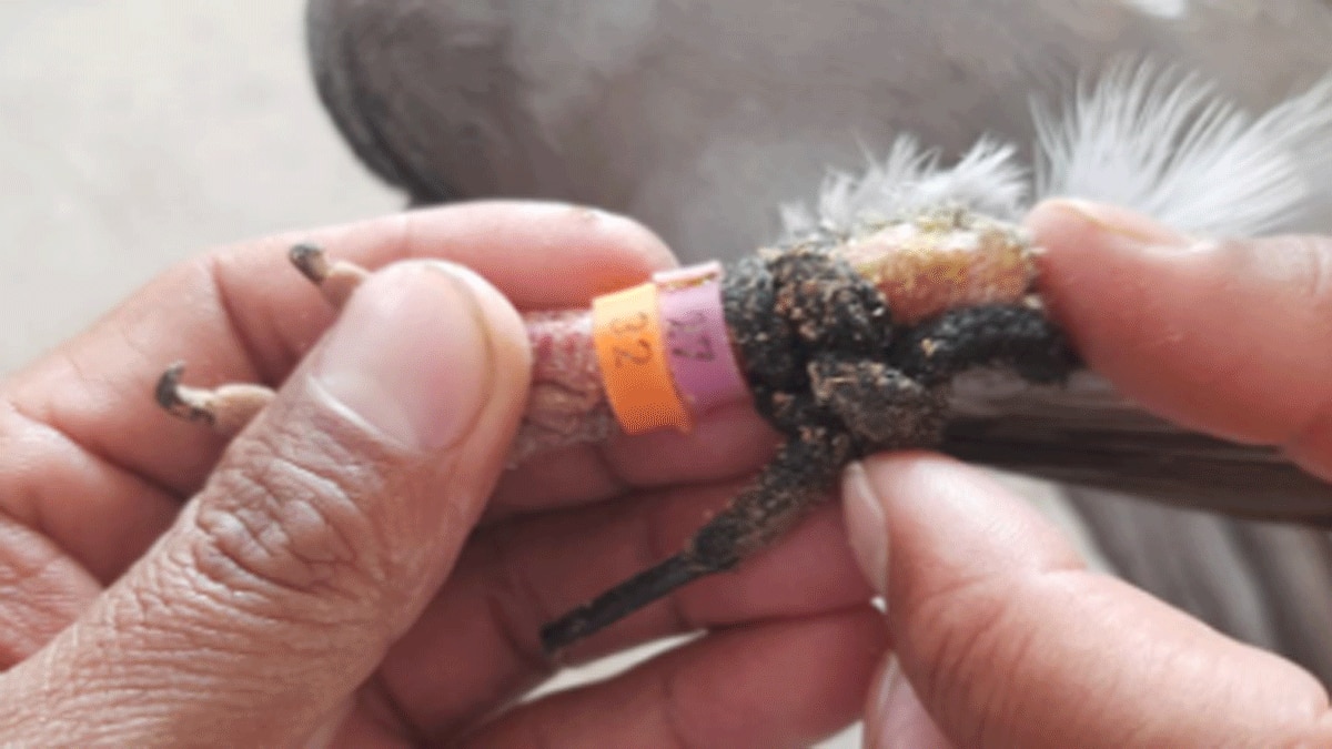 पाकिस्तानी सीमा से उड़कर आए कबूतर के पंखों पर लिखे नंबर्स  (फोटो आजतक)