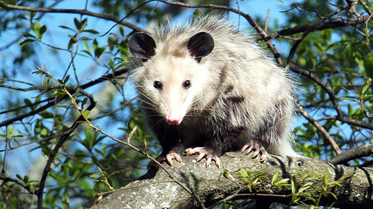 Australia Flesh Eating Disease Buruli Ulcer