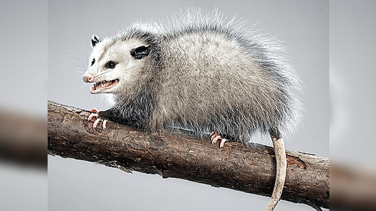 Australia Flesh Eating Disease Buruli Ulcer