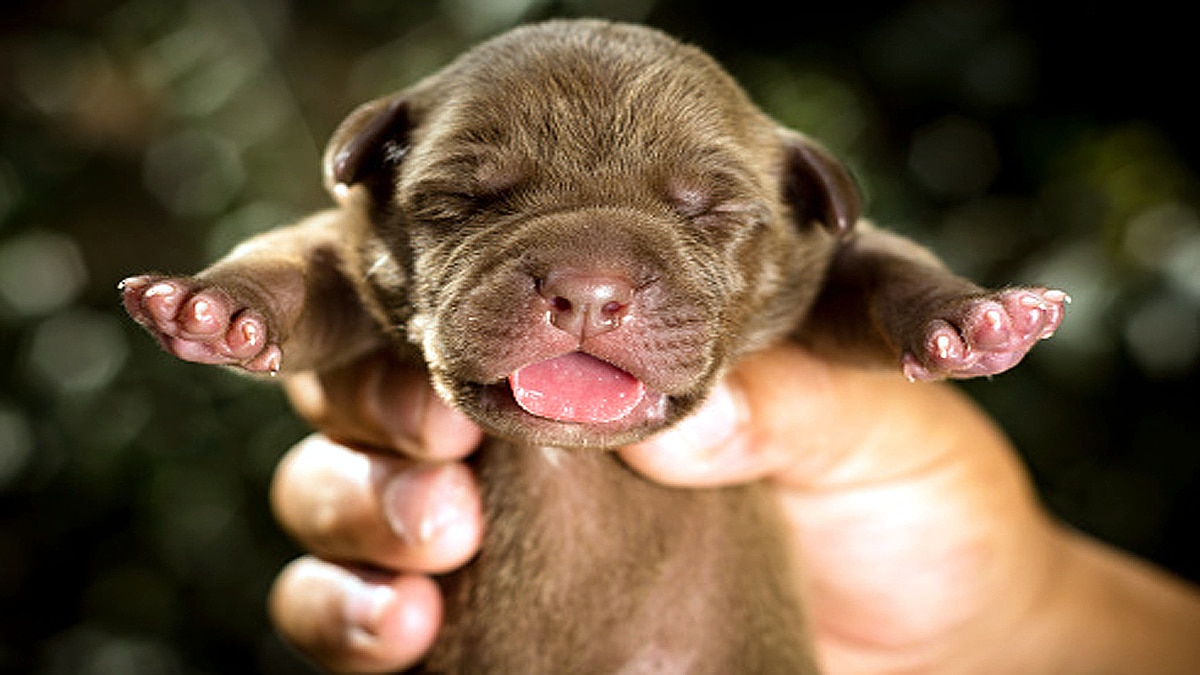 Miracle Puppy born with 6 legs