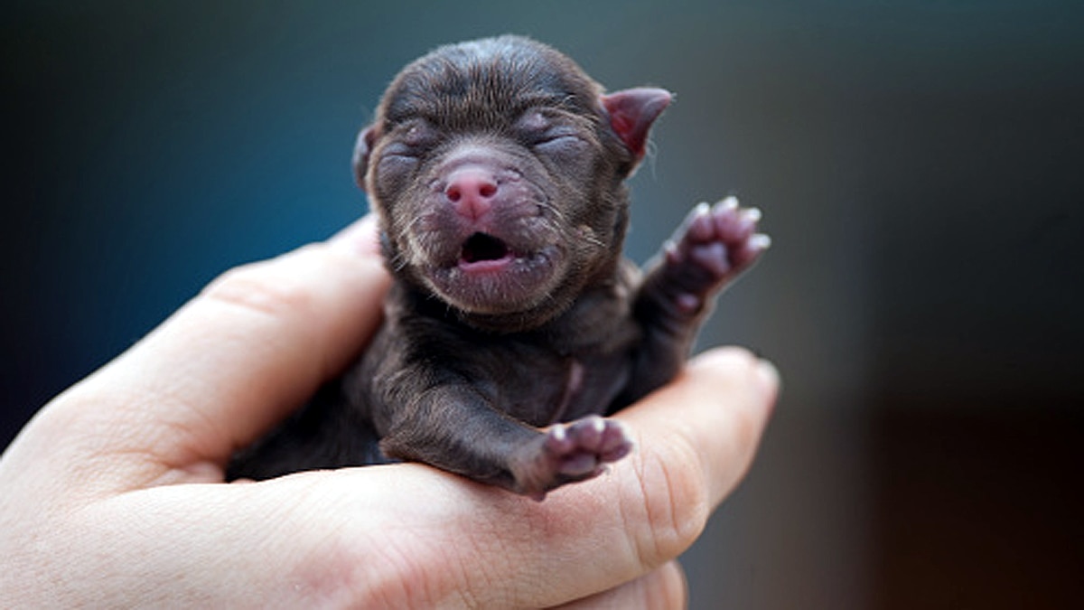 Miracle Puppy born with 6 legs