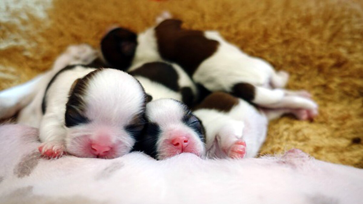 Miracle Puppy born with 6 legs