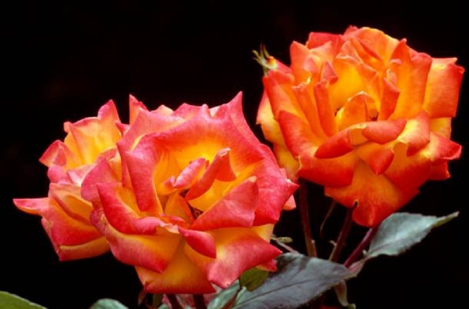 ऑरेंज रोज़