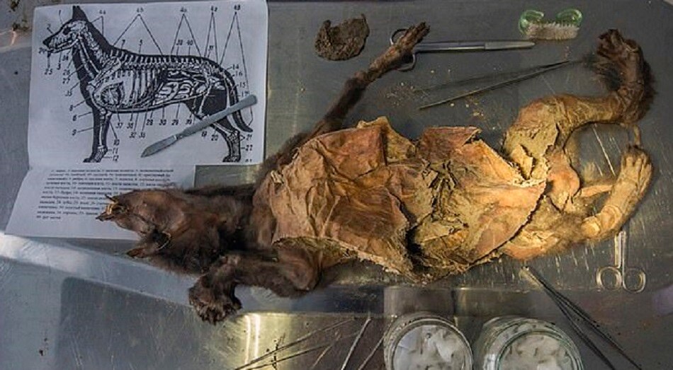 prehistoric viruses study