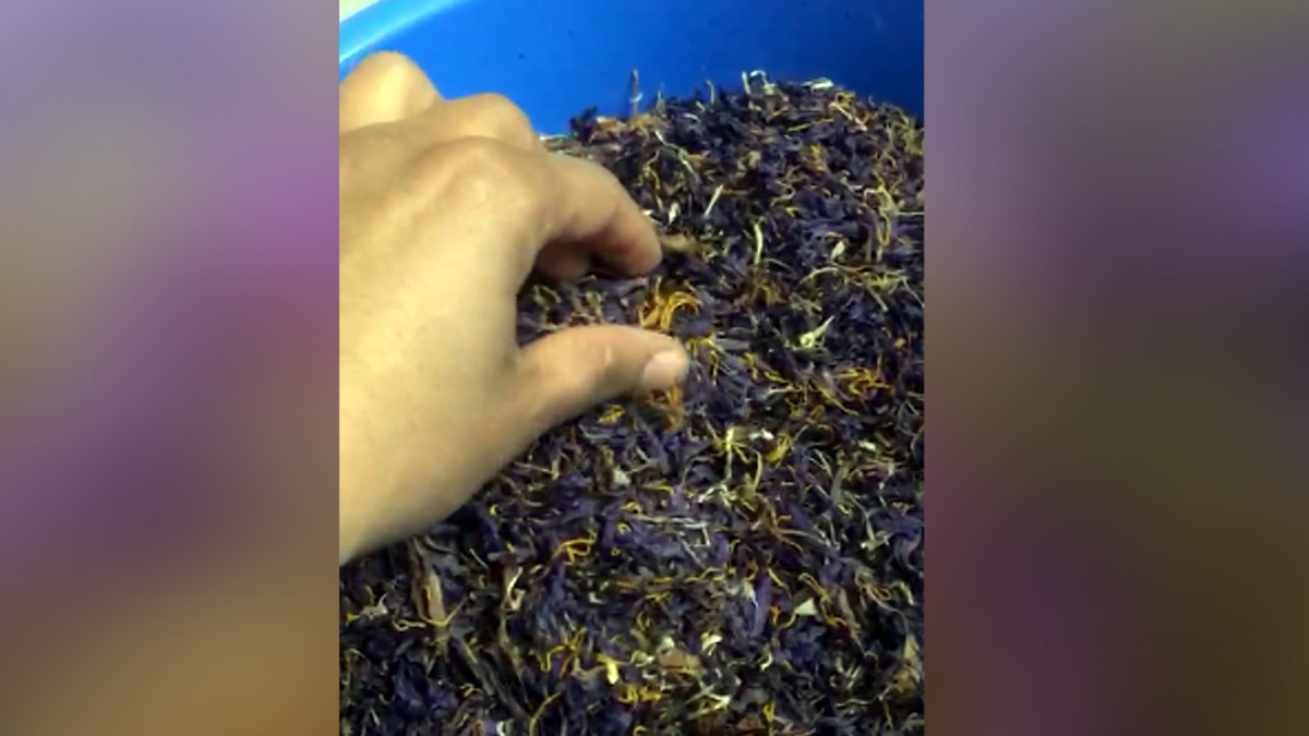 छत पर केसर की खेती कर हर‍ियाणा के दो किसान भाइयों ने कमाया 9 लाख का मुनाफा