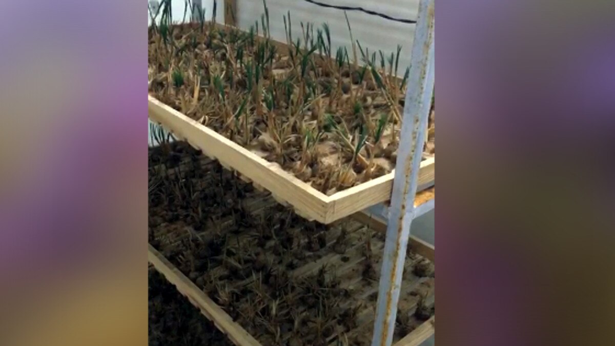 छत पर केसर की खेती कर हर‍ियाणा के दो किसान भाइयों ने कमाया 9 लाख का मुनाफा